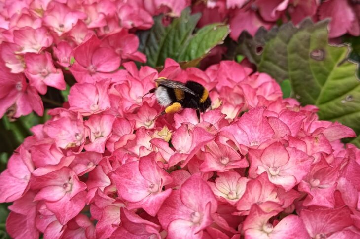 fiori rosa con ape che impollina