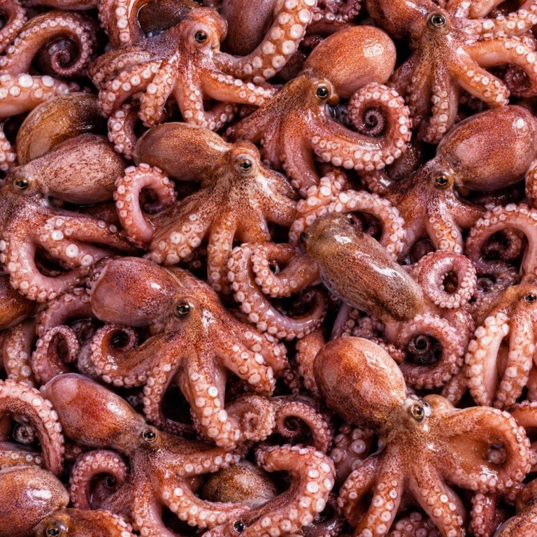 insieme di polpi